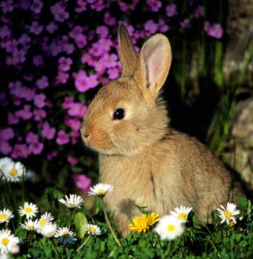 Cute Pictures of Rabbits
