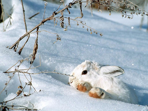 Rabbit on the Snow