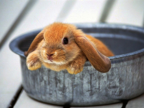 Cute Lop-eared Rabbit