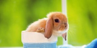 Pictures of Lop-eared Rabbits Part 1