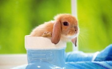 Pictures of Lop-eared Rabbits Part 1