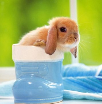 Pictures of Lop-eared Rabbits Part 1