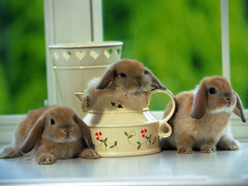 3 Rabbits