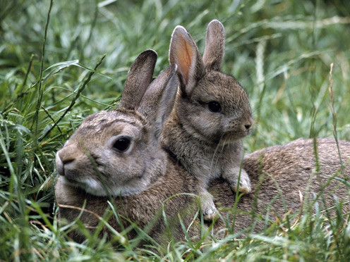 Rabbit-mom and Rabbit-son