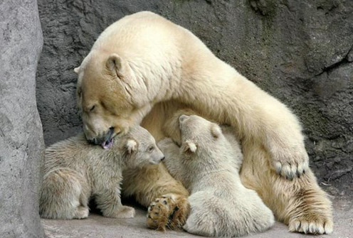 Bears. Mom and Kid
