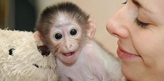 Cute Photos of Monkey Conchita and Her Teddy Bear