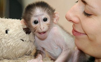 Cute Photos of Monkey Conchita and Her Teddy Bear