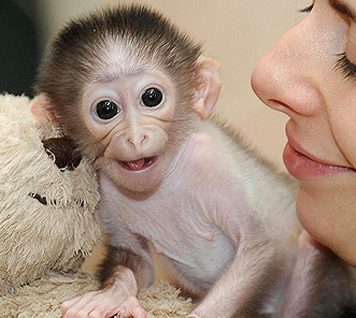 Cute Photos of Monkey Conchita and Her Teddy Bear