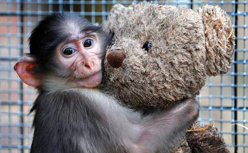 Cute Monkey Conchita and Her Teddy Bear