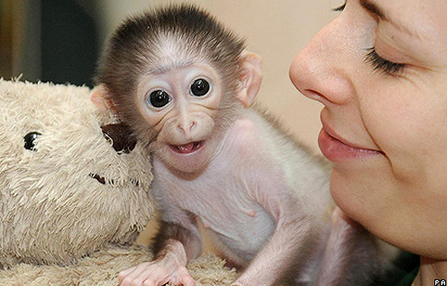 Cute Monkey Conchita and Her Teddy Bear