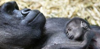 Beautiful Photos of Animals. Moms and Kids