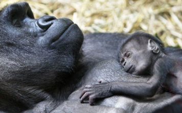 Beautiful Photos of Animals. Moms and Kids