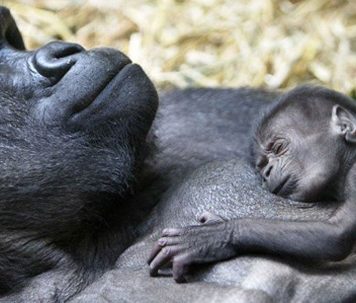 Beautiful Photos of Animals. Moms and Kids