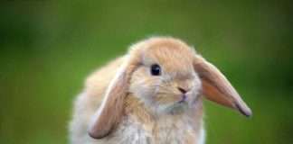 Pictures of Lop-Eared Rabbits Part 2