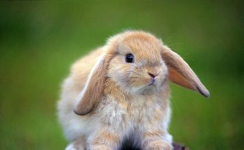 Pictures of Lop-Eared Rabbits Part 2