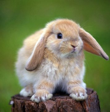 Pictures of Lop-Eared Rabbits Part 2