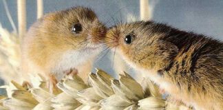 Pictures of Small Animals in Love