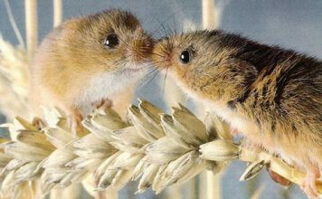 Pictures of Small Animals in Love