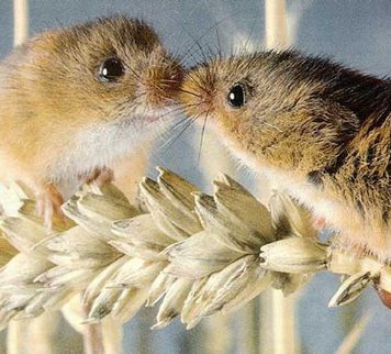 Pictures of Small Animals in Love