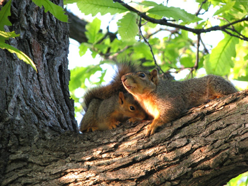 Photos of Squirrels in Love