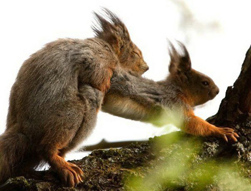Photos of Squirrels in Love