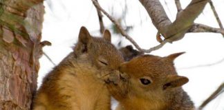 Photos of Squirrels in Love