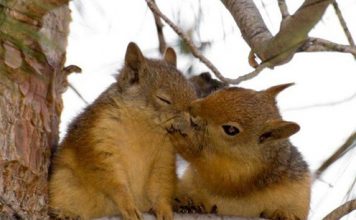 Photos of Squirrels in Love