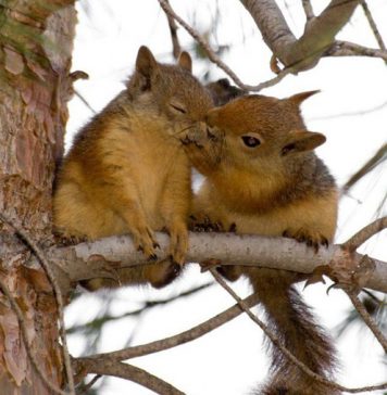 Photos of Squirrels in Love