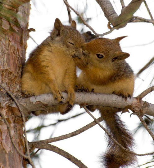 Photos of Squirrels in Love