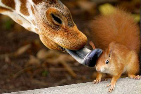 Photos of Squirrels in Love