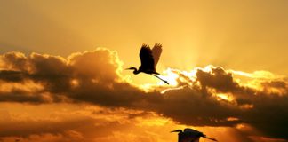 Photos of Flying Birds