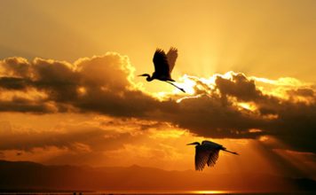 Photos of Flying Birds