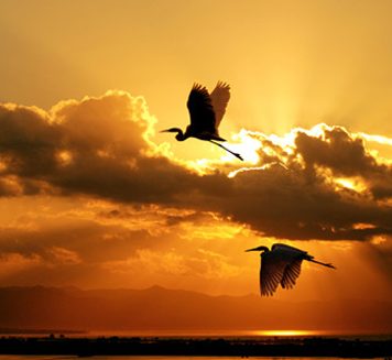 Photos of Flying Birds