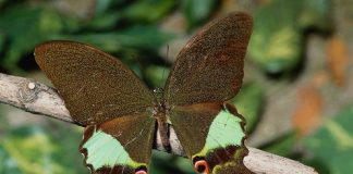 Photos of Beautiful Butterflies