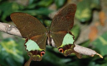 Photos of Beautiful Butterflies