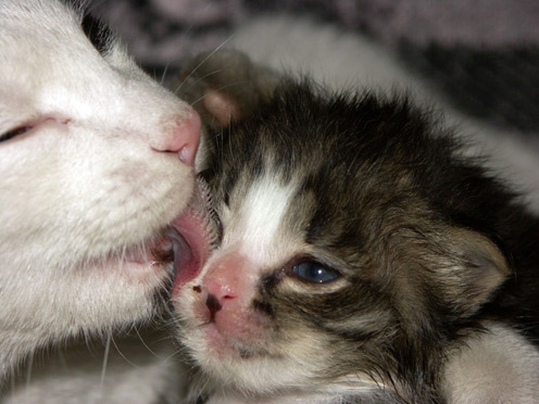 Pictures of Affectionate Cats