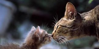 Pictures of Affectionate Cats