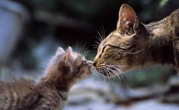 Pictures of Affectionate Cats