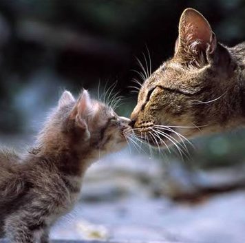 Pictures of Affectionate Cats