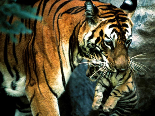 Tiger Mom and Tiger Son