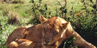 Pictures of Sweet Wild Cats