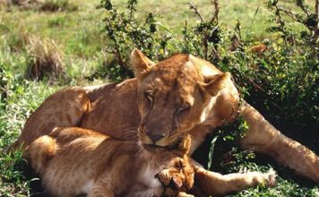 Pictures of Sweet Wild Cats