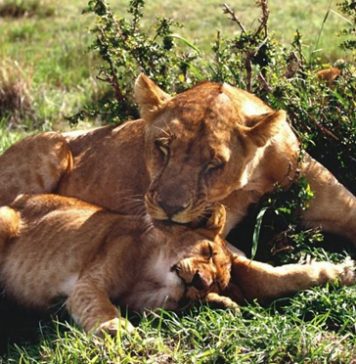 Pictures of Sweet Wild Cats