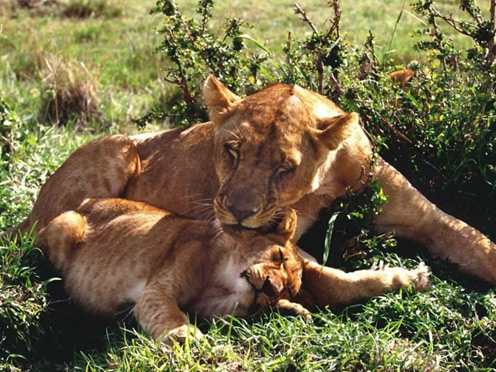 Affectionate Lions