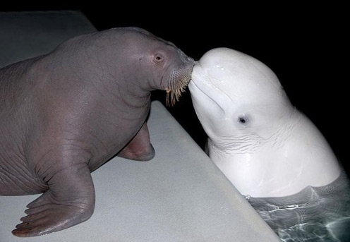 Sea Animals in Love