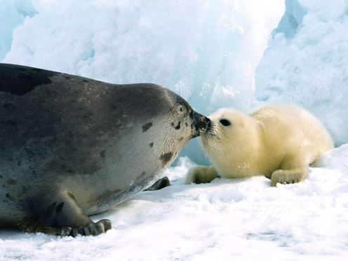 Sea Bear Mom and Baby
