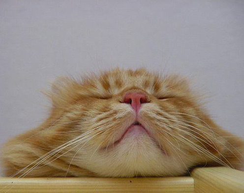 Funny Sleeping Cat