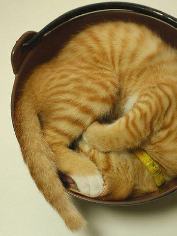 Funny Sleeping Cat