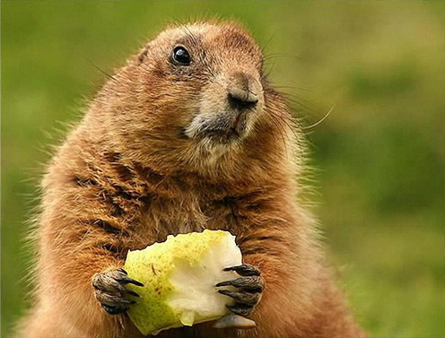 Cute Groundhog 