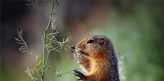 Cute Pictures of Groundhog